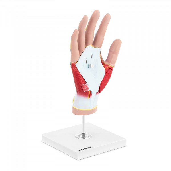 B-zboží Anatomický model ruky - čtyřdílný - originální velikosti - degenerace svalů