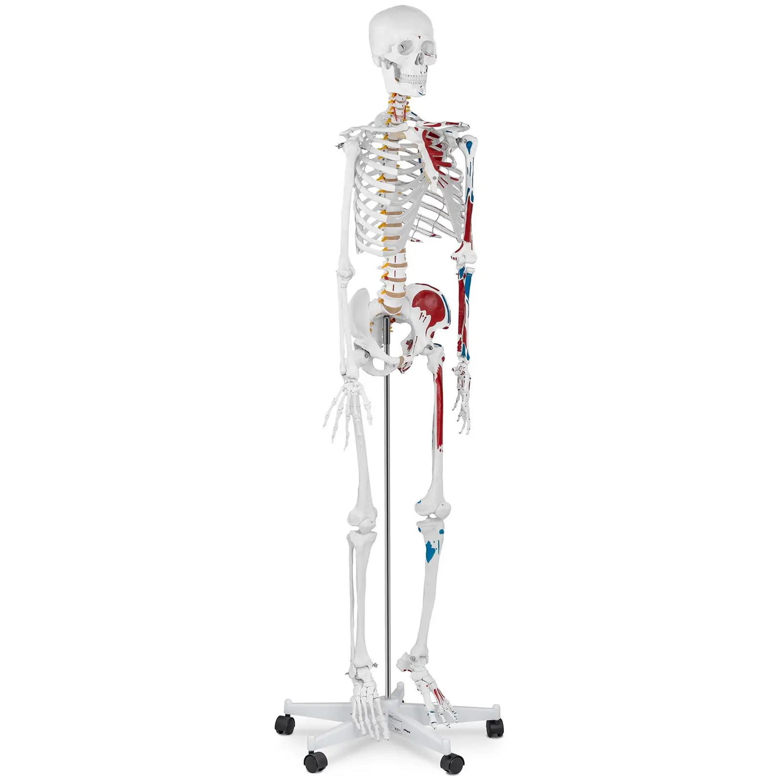 Model kostry člověka - životní velikost - 180 cm - s barevným značením