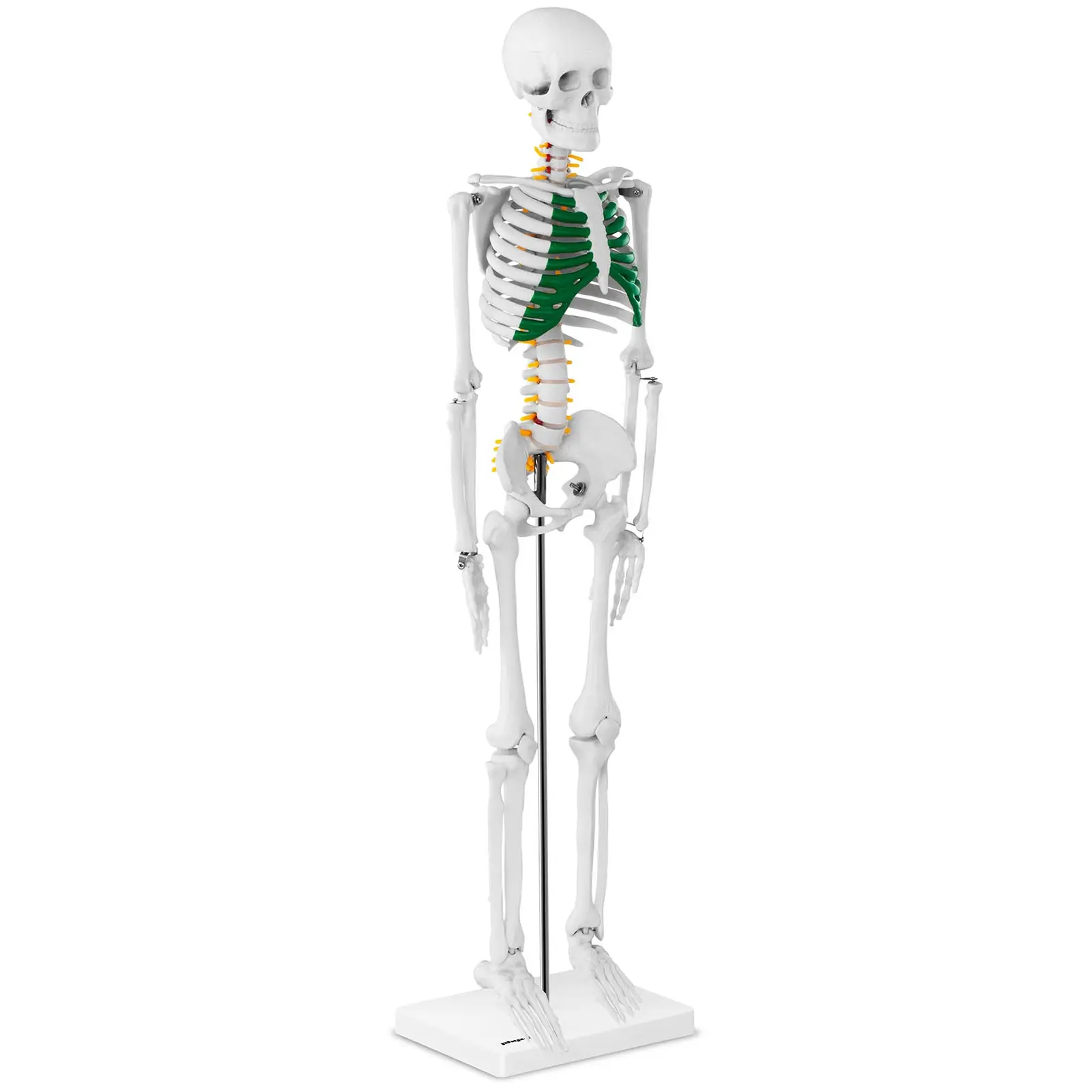 Mini model kostry člověka - 85 cm