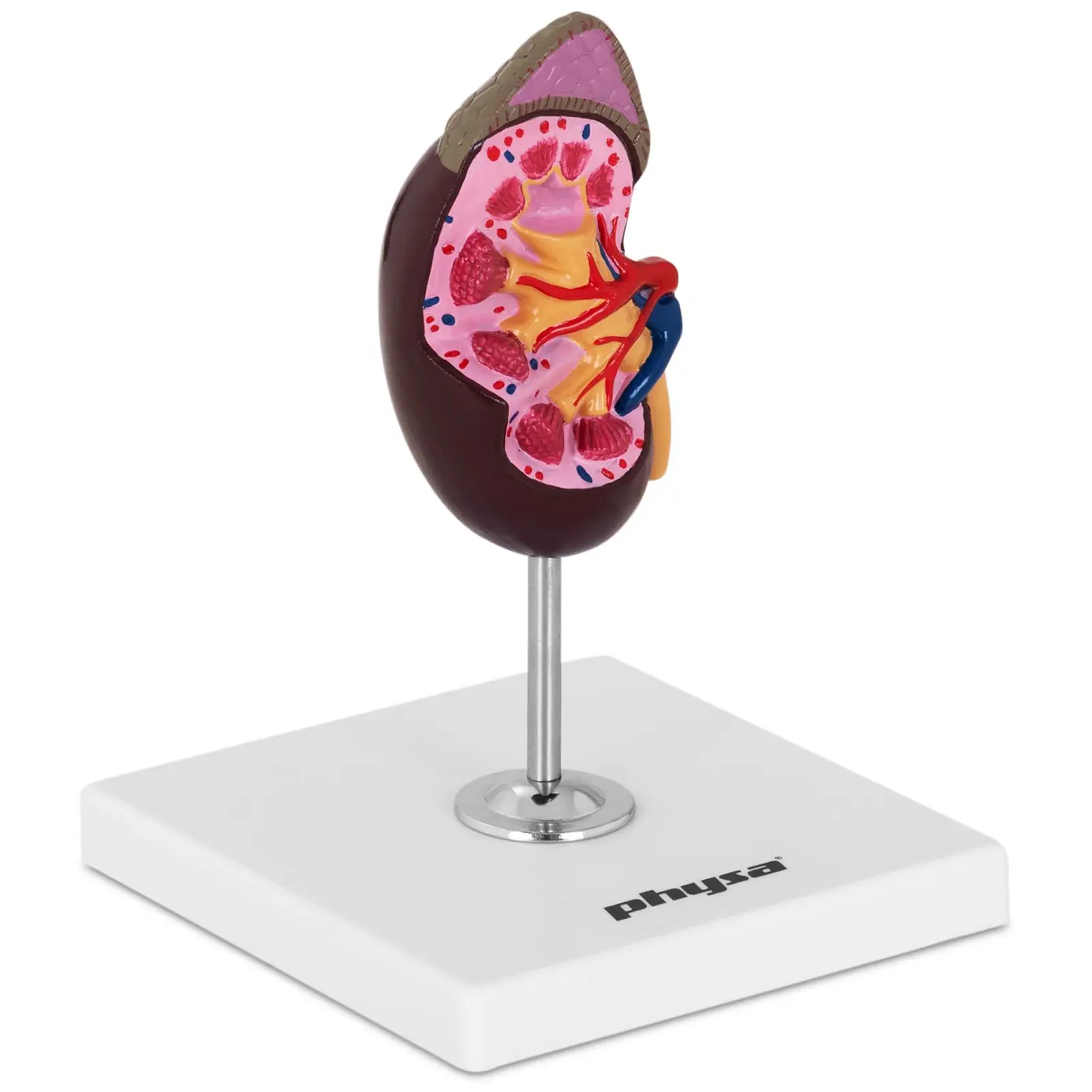 Model lidské ledviny - originální velikost