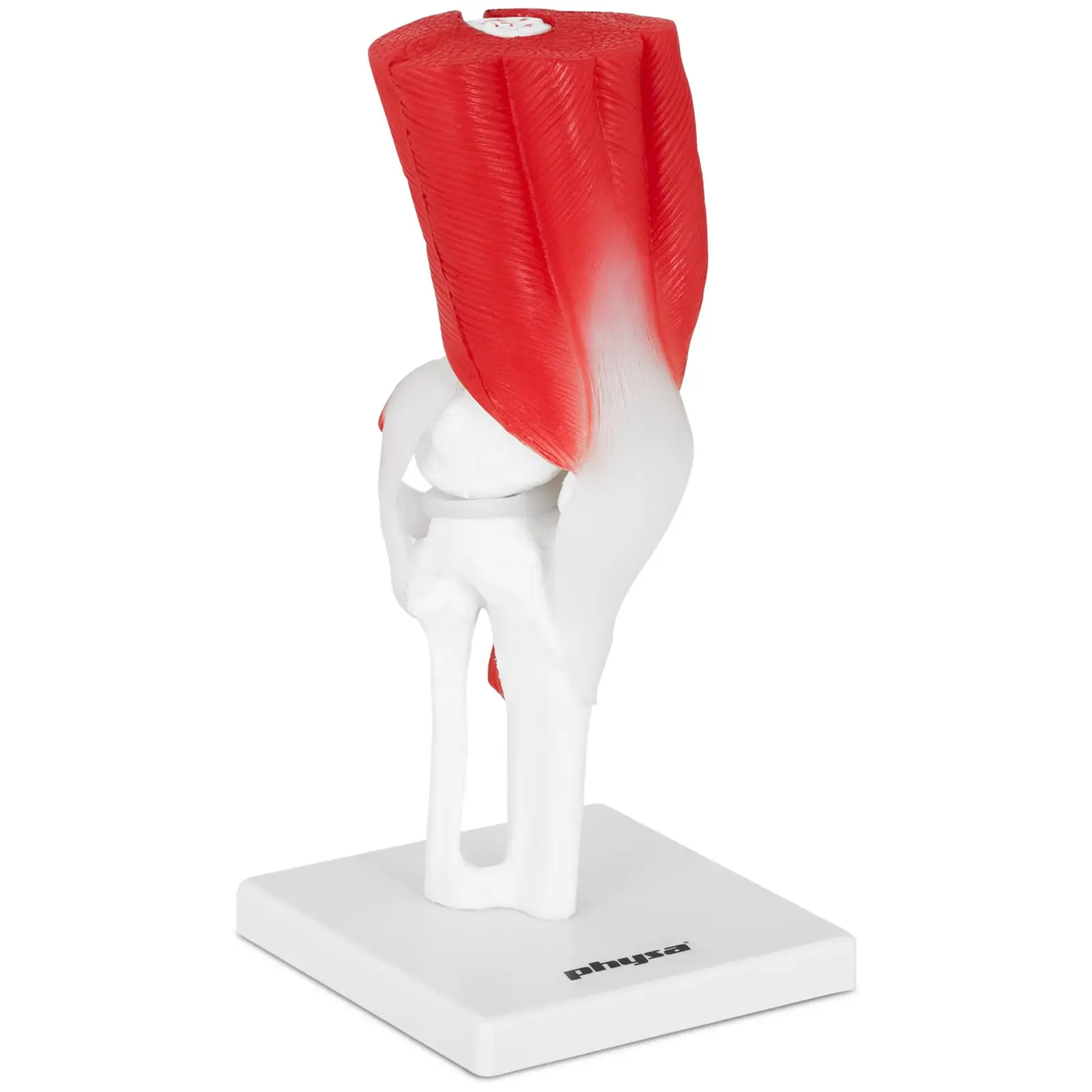 Model lidského kolena - originální velikost
