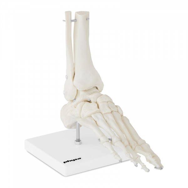 B-zboží Model kostry chodidla a kotníku